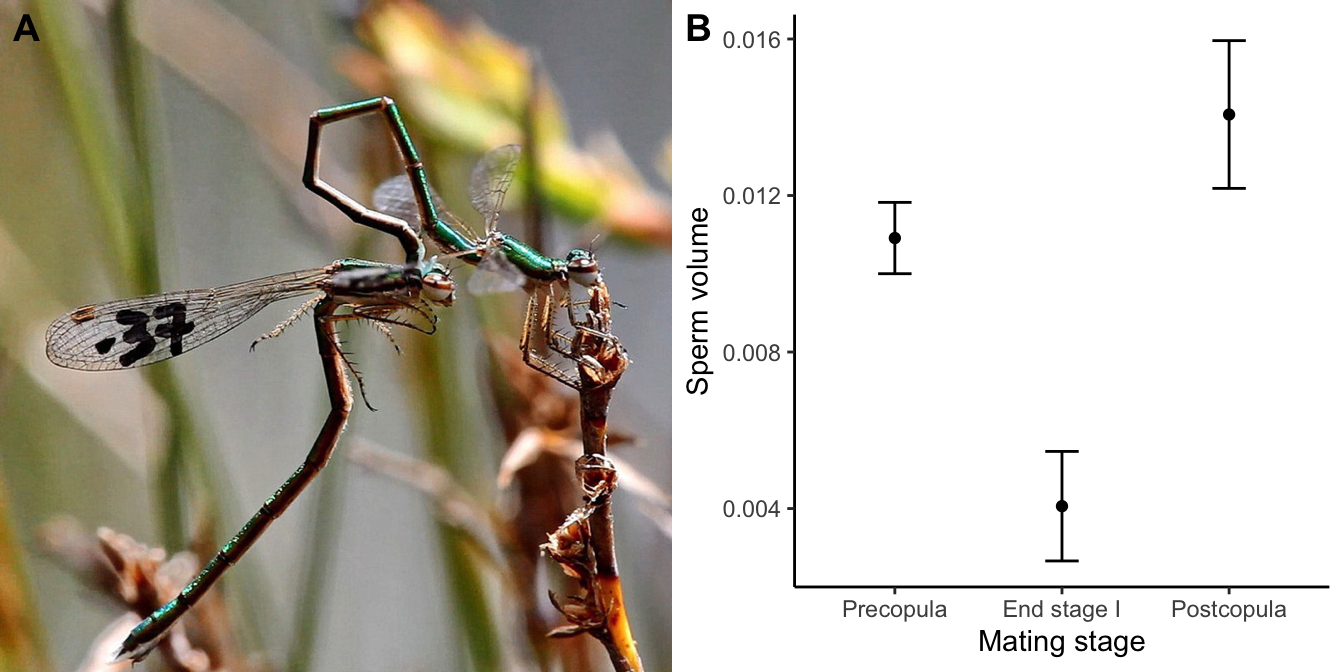 A. Mating in the damselfly *Hemiphlebia mirabilis*. During stage I of the copulation, males use their modified genitalia to remove sperm from previous copulations. B. Sperm volumes found in female damselflies before copulation, at the end of stage I, and after the copulation. The decline in volume at the end of stage I indicates that males remove sperm from previous partners to replace it with their own. [Data](data/10_damsel.csv) from Cordero-Rivera (2016).