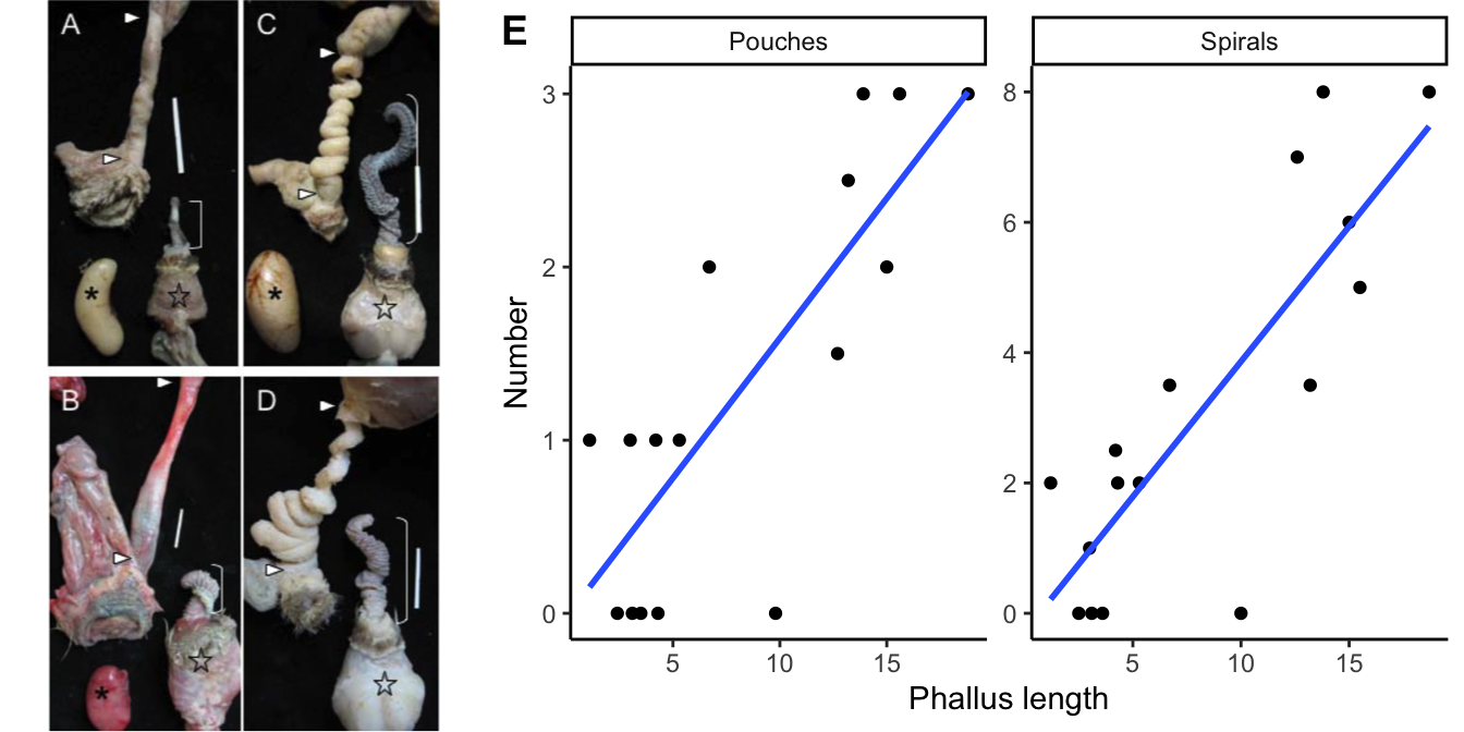 Examples of genital covariation in waterfowl. (A) Harlequin duck (*Histrionicus histrionicus*) and (B) African goose (*Anser cygnoides*),two species with a short phallus and no forced copulations, in which females have simple vaginas.(C) Long-tailed duck (*Clangula hyemalis*) and (D) Mallard (*Anas platyrhynchos*), two species with a long phallus and high levels of forced copulations, in which females have very elaborate vaginas (size bars = 2 cm). Bracket = phallus; asterisk = testis; star = muscular base of the male phallus; triangles = upper and lower limits of the vagina. (E) Relationship between male phallus length and the number of pouches and spirals in the female vagina across different species of waterfowl. Pictures and [data](data/10_duck-genitals.csv) from Brennan et al. (2007).