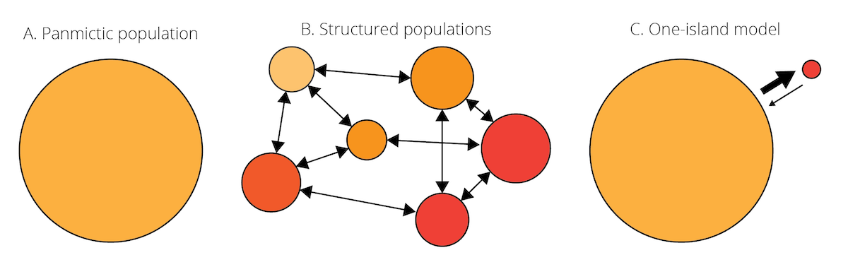 A. Species are often assumed to be relatively homogenous units with panmixia. B. However, species can also consist of structured populations that are somewhat differentiated but still connected by migration. Variation in color indicates population differentiation; arrows represent patterns of migration among populations. C. Schematic of the one-island migration model.