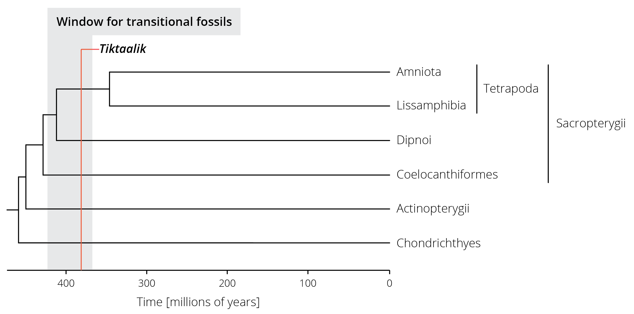A simplified phylogenetic tree of vertebrates. Terrestrial vertebrates (Tetrapoda) are part of the lobed-finned fishes (Sacropterygii) and split from their sister group (the lungfishes, Dipnoi) between 350 and 425 million years ago. The estimated range for potential transitional fossils is highlighted in gray, the age of the *Tiktaalik* fossil in red.